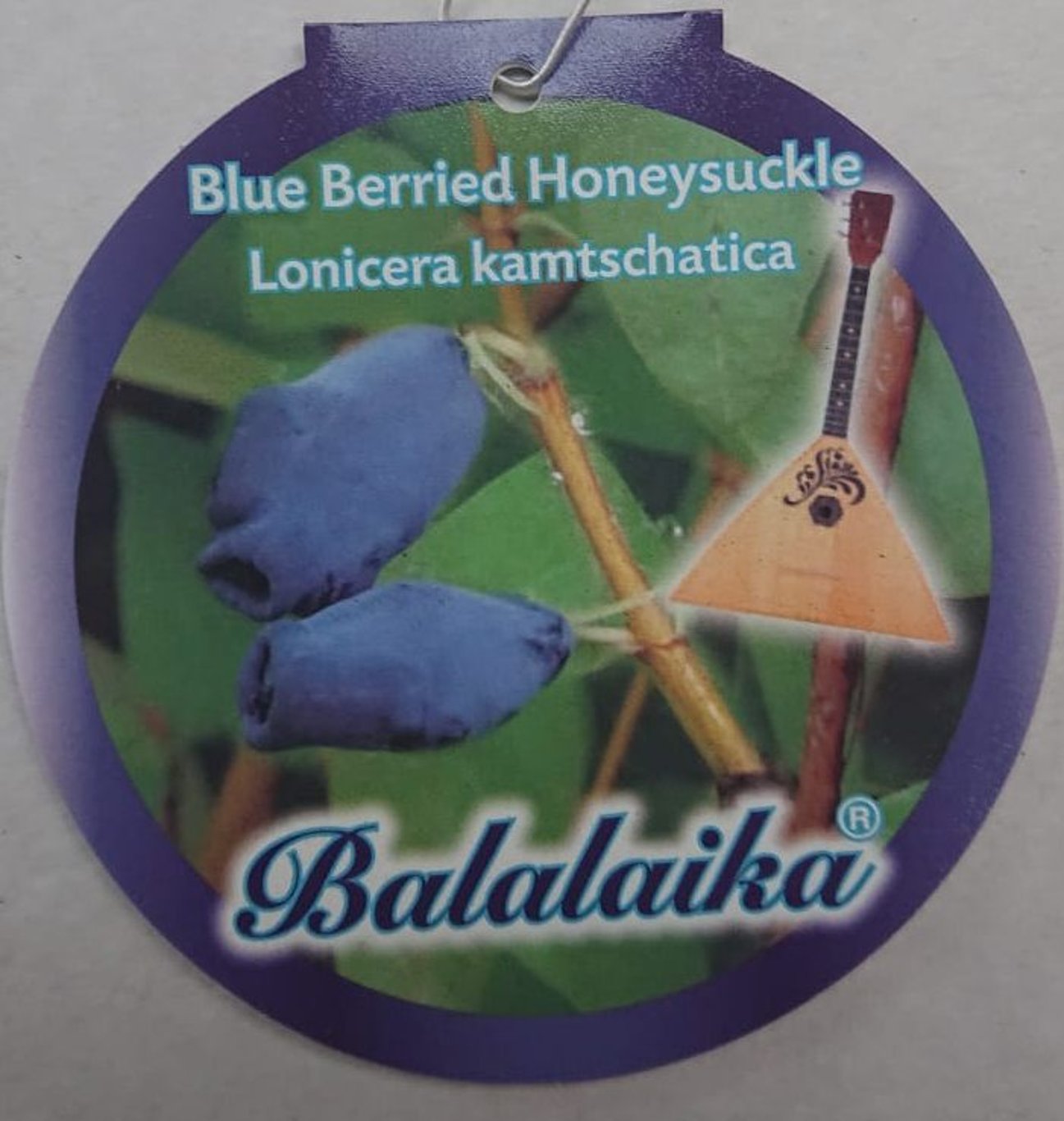 Lonicera kamtschatica 'Balalaika'® - C5 40-50 CM